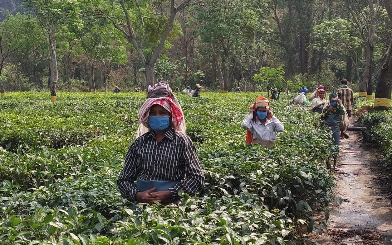 A tea garden worker plucking tea with mask in eastern Assam. (DH photo) 