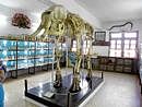 Mammoth: The elephant skeleton preserved in Hublis college. Photo by the author