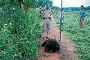 A police official looks at the carcass of a bear, in Gundlupet in Chamarajanagar on Thursday. Dh Photo
