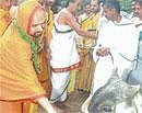 Gokarna Matt seer Raghaveshwar Bharathi Swamiji offering food to cattle near Brahmin Kalyan Mantap in Madikeri on Wednesday.