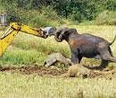 VICTIMS ALL: A mother elephant  pushes an earthmover away from the carcasses of her two calves at Vatepura, Hassan district . File photo