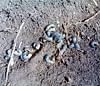 Partial view of root eating worms collected from a  plantation in Balehonnur.  DH PHOTO