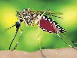 Preliminary estimates indicate that every year 35,000- 40,000 adult Indians die of themosquito-borne disease.