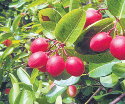Ripe cherries at Venkatakrishna Sharmas plantation at Muliya