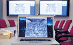 An image of a cat that Google's neural network taught itself to recognise. NYT