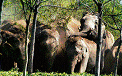 Tragic episodes of elephant capture