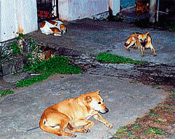 Stray dogs relax at one of the layouts in Hassan city. A stray cattle feeding on plastic. dh photo