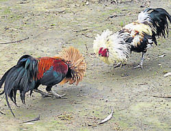 A view of cock fight.