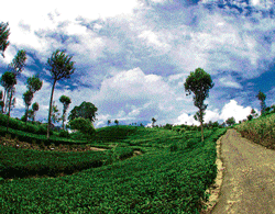 Tea trek: Tea plantations in Sri Lanka. photo by author