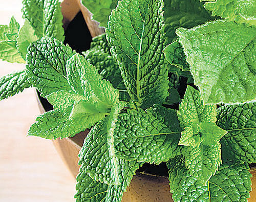 Herbal remedies from mint leaves