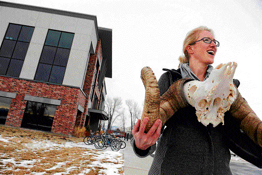 better understanding: Raina Plowright, a disease ecologist, with the skull of a bighorn ram in Bozeman, Montana. NYT