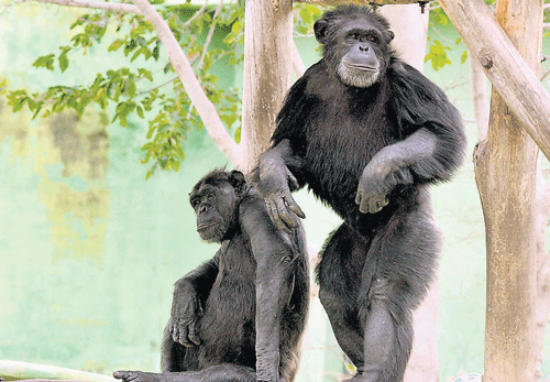 These chimps at the Chamarajendra Zoological Gardens in Mysore will soon have three  primates from Singapore for company.