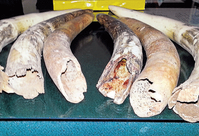 Hebbugodi police seized tusks that were being sold at  Chandapura on Saturday. DH Photo
