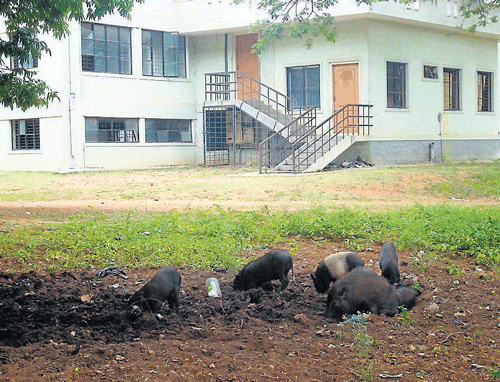(Left) The Balbhavan premises in Ashok Nagar in Mandya has turned into a breeding place for pigs and other stray animals.