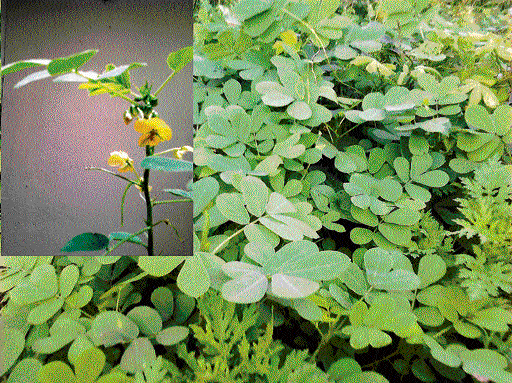 Healthy options: Grow Tagache soppu (L), Manpatri (R). They are medicinal and rich in nutrients. (Photos by author)