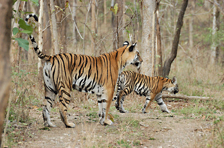Tigers in Achanakmar Tiger Reserve. Wikipedia Image