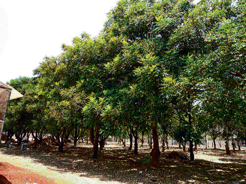 promise of paradise: The Simarouba has the potential to adapt itself to adverse soil conditions, making it one of the best trees to grow during drought conditions. Full grown trees begin flowering (inset) by around 4-6 years and attain production capability soon after. (photos by the author)