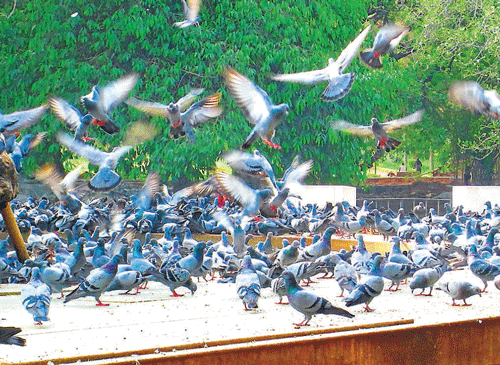 Feeding pigeons is a favourite pastime of many in Bangalore. This has increased the pigeon population by manifold. (Photo by author)