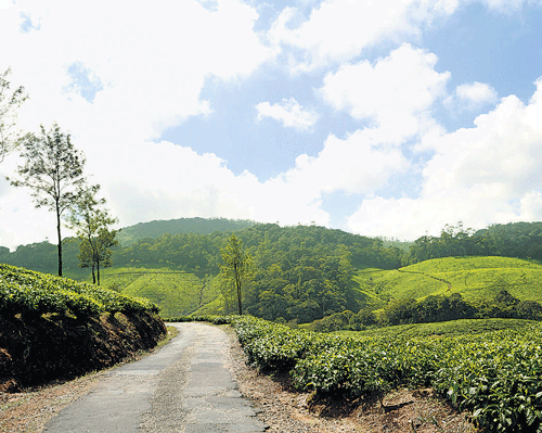 Green estates in Coorg. Photo by Author