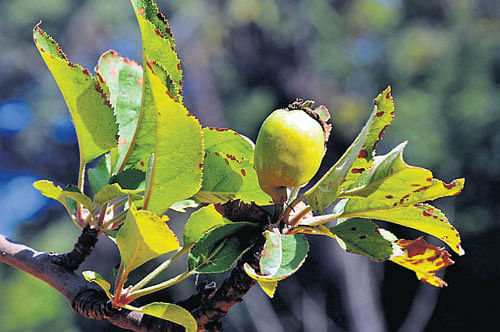 The apple sapling planted in 2008 has borne fruit. DH photo / S K Dinesh