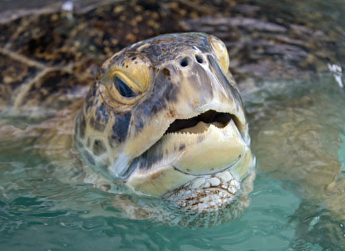 The man, from Fujian province, was preparing to release the turtle in the wild, when he was unexpectedly bitten on the lips. AP photo for representation only