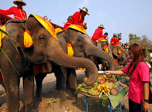 A student feeds fruit to an elephant during Thailand's National Elephant Day in the ancient Thai capital Ayutthaya, Reuters