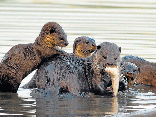 Otters are endorsed as 'wetland ambassadors' to promote the conservation of freshwater biomes. Photo by Imtiaz Khan K