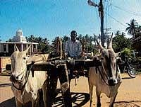Bullock cart of Bilagula Srinivas.  dh photo