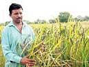 Organic farmer reclaims traditional paddy strains