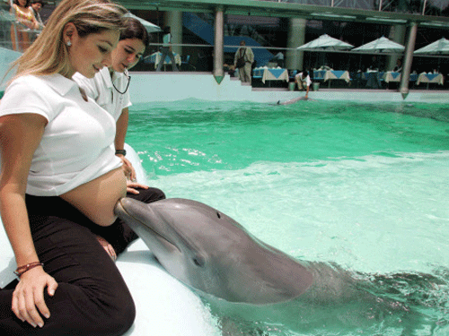 In a new BBC documentary titled The Girl Who Talked to Dolphins , Margaret Howe Lovatt has explained what happened when she tried to teach a bottlenose dolphin named Peter how to speak English during a NASA funded experiment in 1965.. Reuters photo for representation purpose only