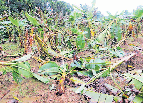 The banana plantations ransacked by elephants in Guhya.
