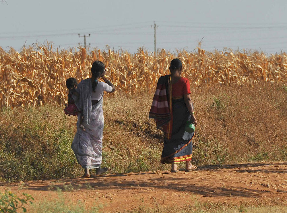 In this file photo, two village women going towards open field to relieve themselves. DH
