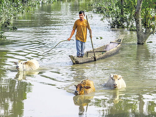 A man drives his cattle to dry land after floods hit Sivasagar district of Assam. PTI