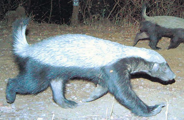 An elusive carnivorous animal known as Honey Badger has been detected for the first time in Karnataka forests, claims a group of conservationists, who photographed the animal in camera traps in the Cauvery Wildlife sanctuary.