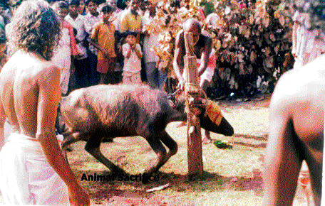 About 30,000 animals were sacrificed during Chhatar Yatra of Goddess Manikeswari in Kalahandi, Odisha, recently.