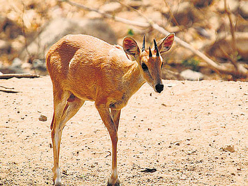 The four-horned antelope is he new attractions at the BBP. DH photo
