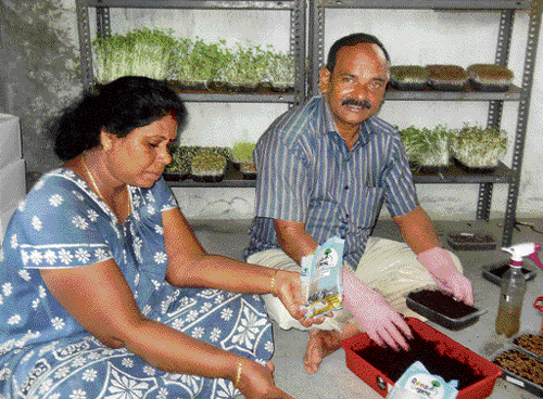 Vidhyadharan and his wife ,J Jayarani, busy in microgreens farming activity in Chennai.