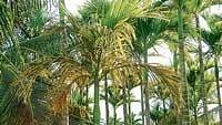 Arecanut plantation affected with Crownrat (thudikole roga) in Bakkarayanakere of  Bukkambudi in Tarikere. dh photo