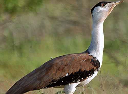 The great Indian bustard