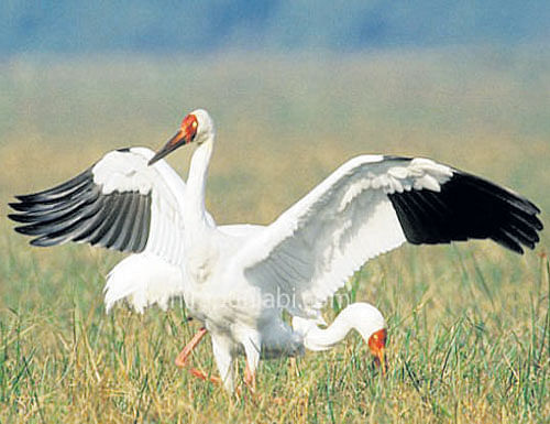 EXTERMINATED SPECIES: War-ridden migratory path is to be blamed for Siberian crane extinction.