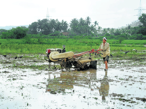 Pre-monsoon showers have been more than average and sowing operations too have exceeded the target in some districts in the State. DH PHOTO