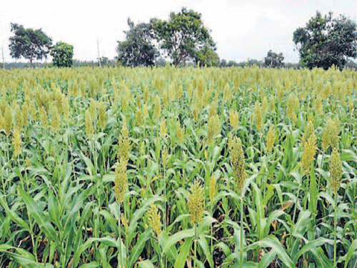Hybrid maize being grown at a farm in Chamarajanagar taluk. DH photo