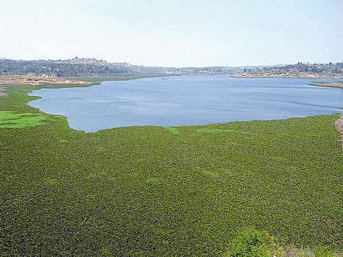The final report of EMPRI focuses on revival of the TG Halli reservoir, the meeting point of the two rivers. DH file photo