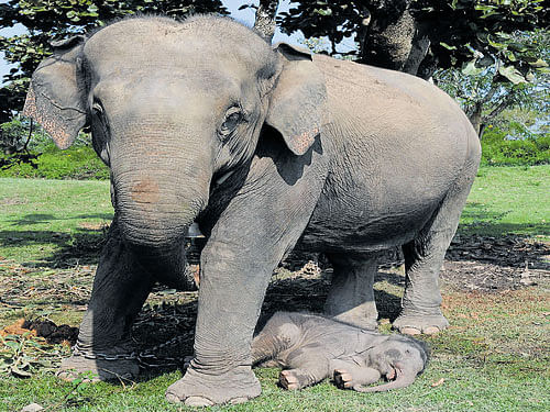 Silent sufferers:Chaitra, a female elephant, is seen chained along with her calf at the Bandipur elephant camp. DH Photo.