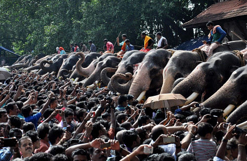 In a recent letter to Modi, the outfit, Heritage Animal Task Force, alleged that the practice of using elephants to push the biggest chariot, weighing more than five tonnes, during the festival amounted to abuse of the heritage animal. PTI file photo