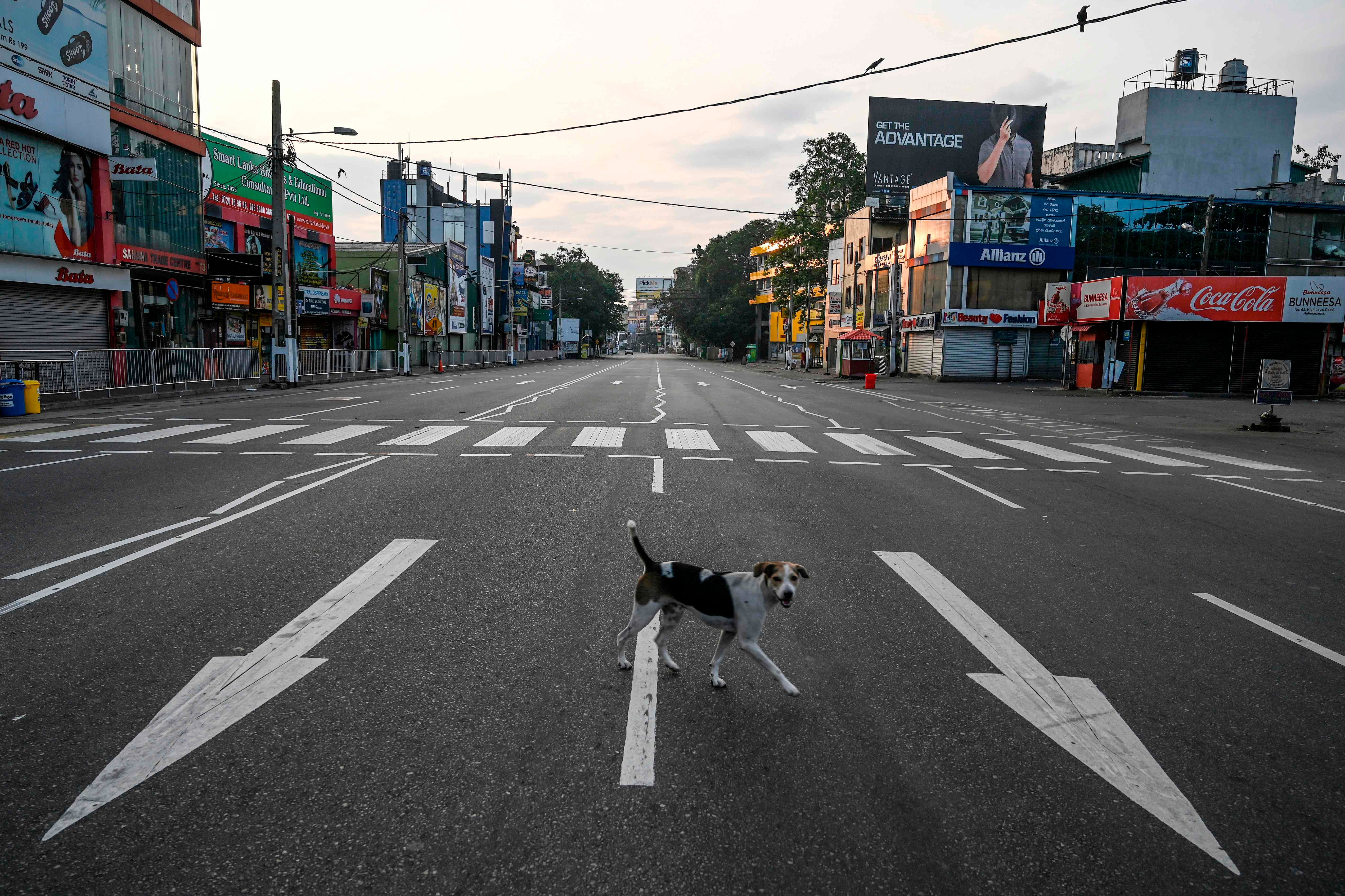 A stray dog crosses an empty road, after the authorities announced a weekend curfew in the country as a preventive measure against the spread of the COVID-19 novel coronavirus, in the suburb of Maharagama in Colombo. (AFP PHoto)