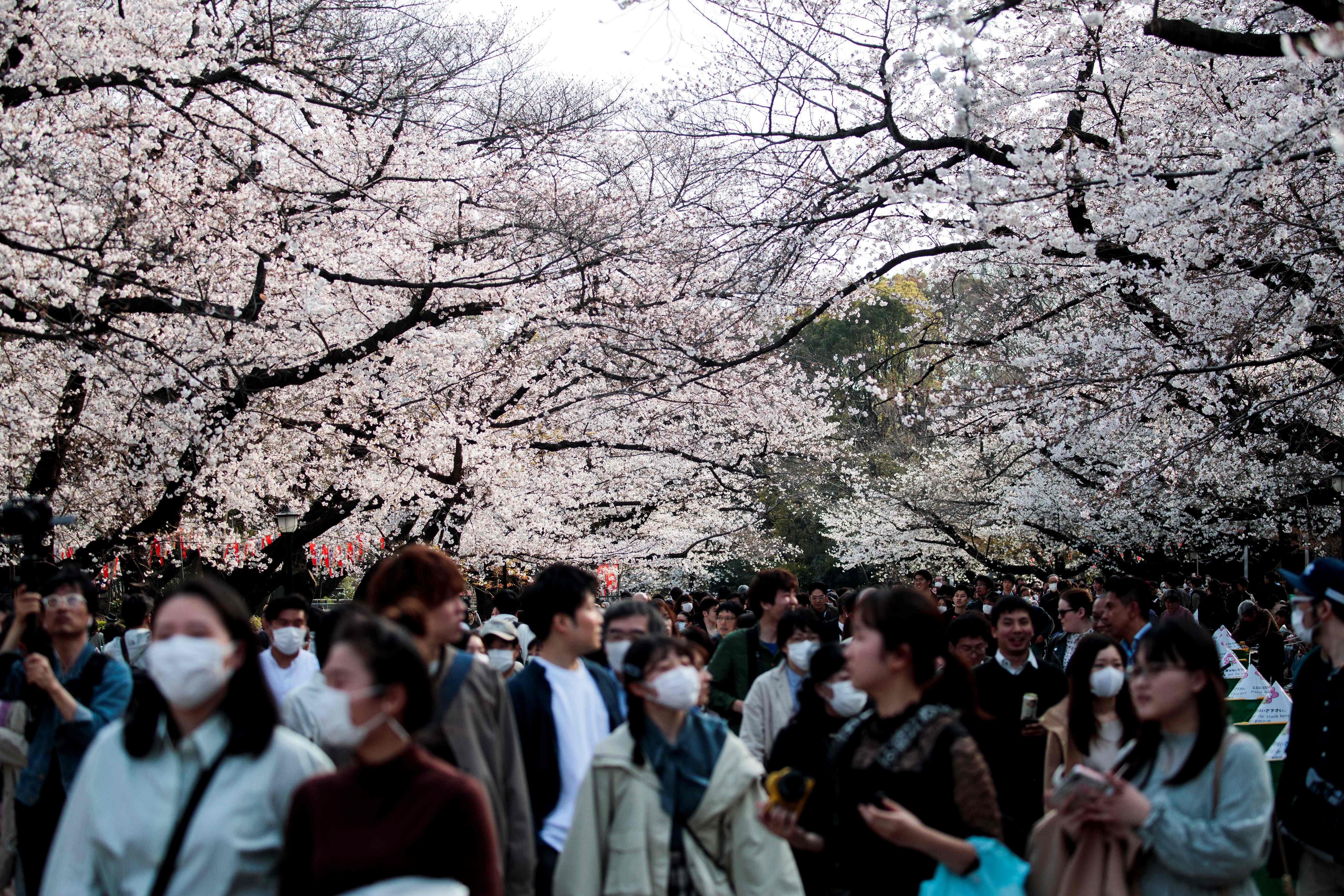 People wearing face masks, amid concerns of the COVID-19 coronavirus, walk under the cherry blossoms at Ueno park in Tokyo. (AFP Photo)