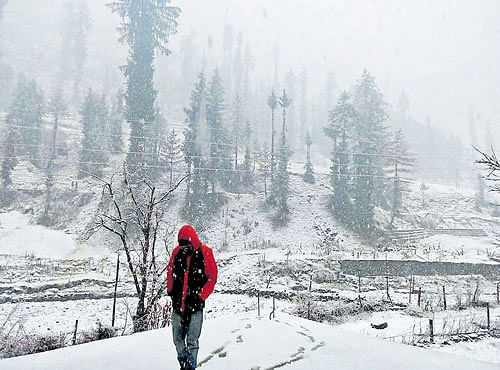 A man walks amid snowfall at Seraj Valley in Mandi in Himachal Pradesh on Wednesday. PTI