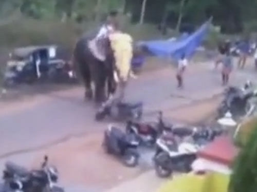 The elephant caused damage to 20 vehicles including two-wheelers, auto rickshaws and pick-up vans parked near the temple festival ground.