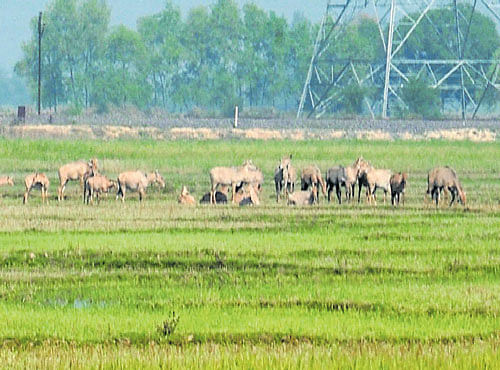 Nilgais graze in agricultural fields in Bihar